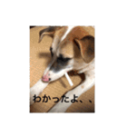 動物達の日常1（個別スタンプ：9）