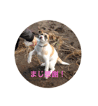 動物達の日常1（個別スタンプ：10）