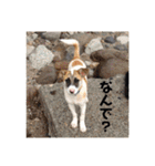 動物達の日常1（個別スタンプ：13）