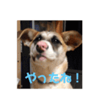 動物達の日常1（個別スタンプ：14）