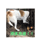 動物達の日常1（個別スタンプ：15）