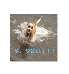 動物達の日常1（個別スタンプ：16）