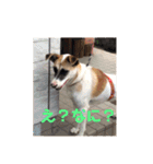 動物達の日常1（個別スタンプ：17）