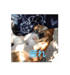 動物達の日常1（個別スタンプ：19）