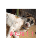 動物達の日常1（個別スタンプ：20）
