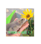 動物達の日常1（個別スタンプ：26）