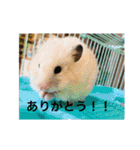 動物達の日常1（個別スタンプ：28）