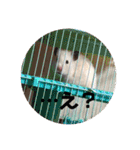 動物達の日常1（個別スタンプ：29）