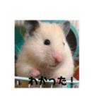 動物達の日常1（個別スタンプ：30）