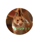 動物達の日常1（個別スタンプ：31）