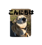 ハッピーの毎日（個別スタンプ：1）