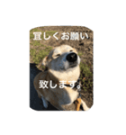 ハッピーの毎日（個別スタンプ：8）