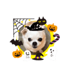 チワワのCocoa のハロウィン（個別スタンプ：1）