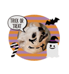 チワワのCocoa のハロウィン（個別スタンプ：2）