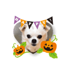 チワワのCocoa のハロウィン（個別スタンプ：3）
