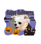 チワワのCocoa のハロウィン（個別スタンプ：4）