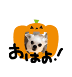 チワワのCocoa のハロウィン（個別スタンプ：6）