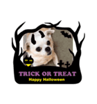 チワワのCocoa のハロウィン（個別スタンプ：8）