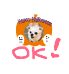 チワワのCocoa のハロウィン（個別スタンプ：9）