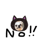 チワワのCocoa のハロウィン（個別スタンプ：10）