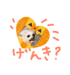 チワワのCocoa のハロウィン（個別スタンプ：11）