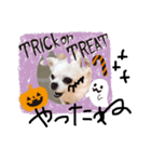 チワワのCocoa のハロウィン（個別スタンプ：12）