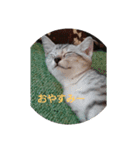 feeling a cats（個別スタンプ：1）
