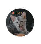 feeling a cats（個別スタンプ：4）