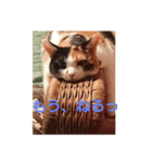 feeling a cats（個別スタンプ：5）