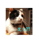 feeling a cats（個別スタンプ：6）