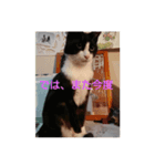 feeling a cats（個別スタンプ：7）