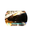 feeling a cats（個別スタンプ：8）