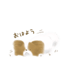 ふわふわパピヨン（個別スタンプ：1）