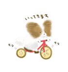 ふわふわパピヨン（個別スタンプ：3）