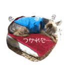 れあたんスタンプ（個別スタンプ：28）