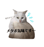 ダックスその他の愉快な仲間たちの日常9（個別スタンプ：3）
