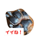 ダックスその他の愉快な仲間たちの日常9（個別スタンプ：7）