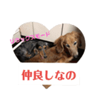 ダックスその他の愉快な仲間たちの日常9（個別スタンプ：16）