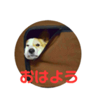 かの家のナナ（個別スタンプ：4）