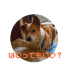 かの家のナナ（個別スタンプ：5）