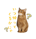 アビシニアンのスタンプ（個別スタンプ：5）