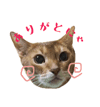アビシニアンのスタンプ（個別スタンプ：8）