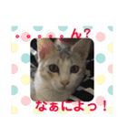 ニャンコ自宅警備隊（個別スタンプ：1）
