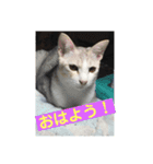 ニャンコ自宅警備隊（個別スタンプ：3）