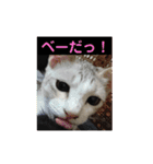ニャンコ自宅警備隊（個別スタンプ：4）