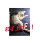 ニャンコ自宅警備隊（個別スタンプ：5）
