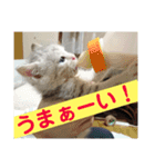 ニャンコ自宅警備隊（個別スタンプ：7）