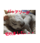 ニャンコ自宅警備隊（個別スタンプ：8）