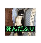 ニャンコ自宅警備隊（個別スタンプ：10）
