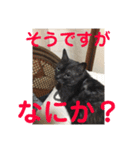 ニャンコ自宅警備隊（個別スタンプ：11）